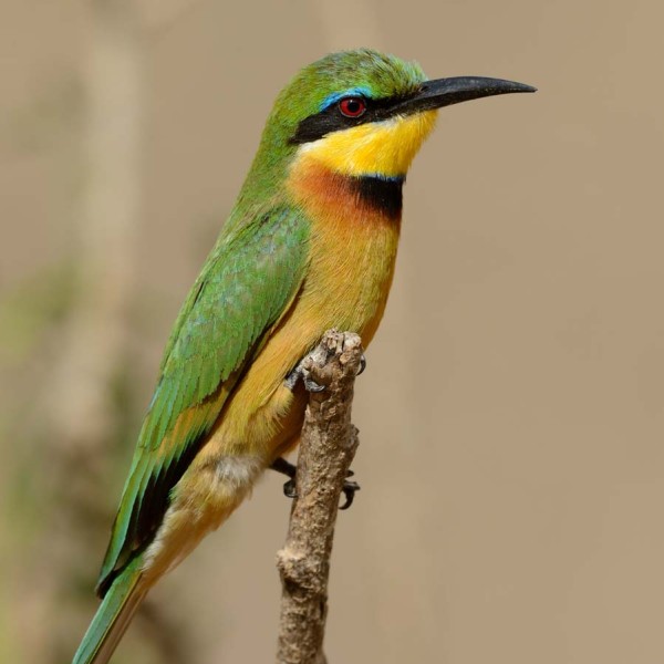 Guêpier montagnard au bord de la rivière Mara - Kenya