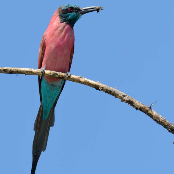 Guêpier écarlate sur les bords du lac Baringo - Kenya