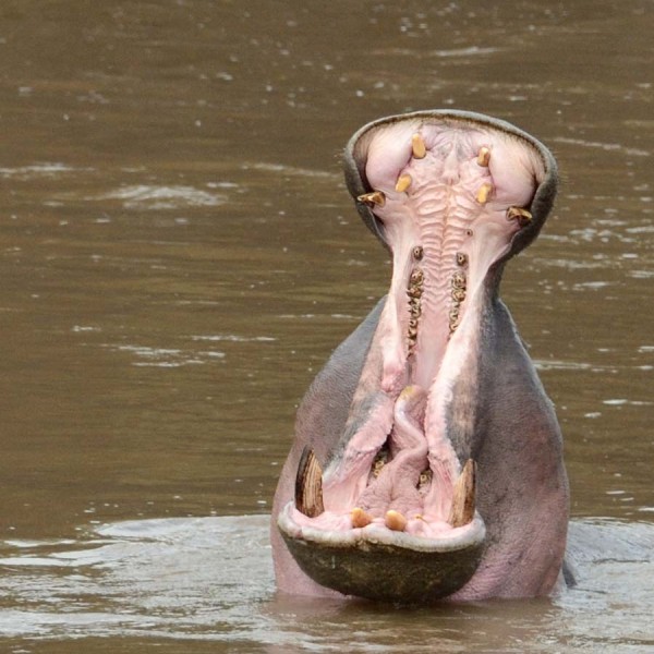 Hippopotame dans la rivière Mara - Kenya