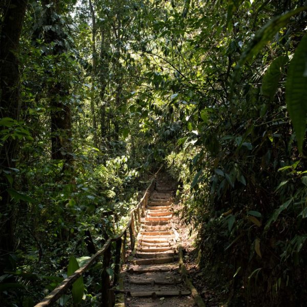 Végétation luxuriante - chemin dans la plantation de café