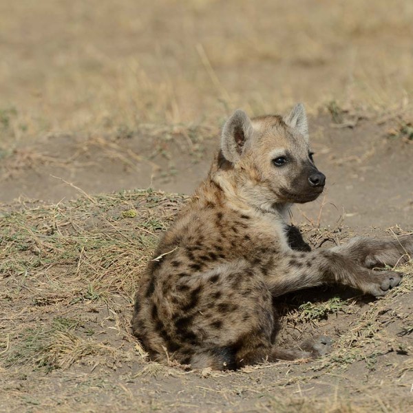 Hyène tachetée bébé à proximité de son terrier dans la plaine du Masai-Mara - Kenya