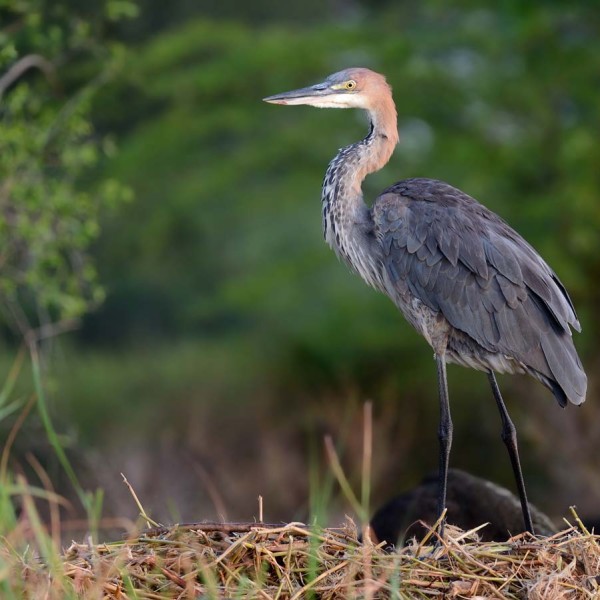 Héron goliath sur les bords du lac Baringo au Kenya