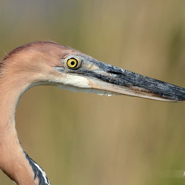 Héron goliath sur les bords du lac Baringo au Kenya - Portrait