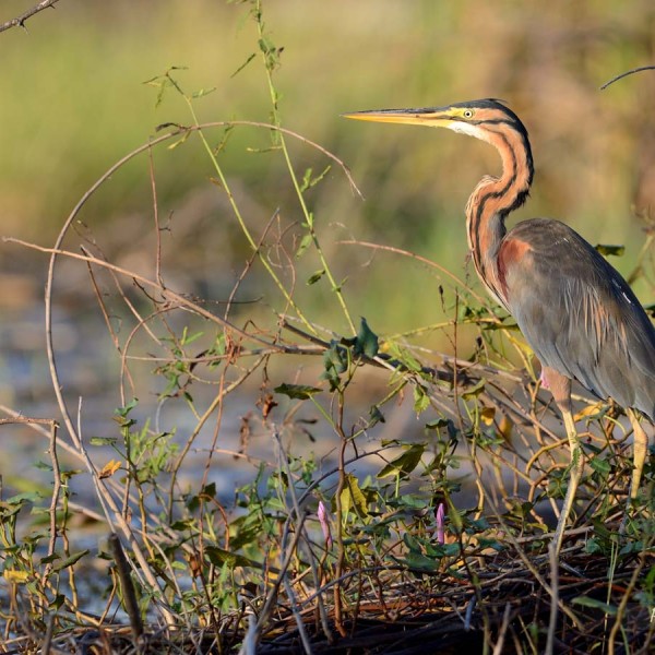 Héron pourpré sur les bords du lac Baringo au Kenya