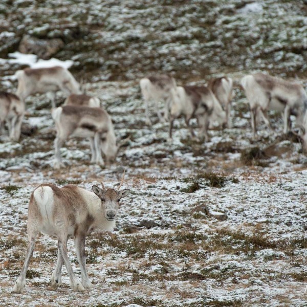 Groupe de rennes au bord de la route 1 en allant vers Djúpivogur