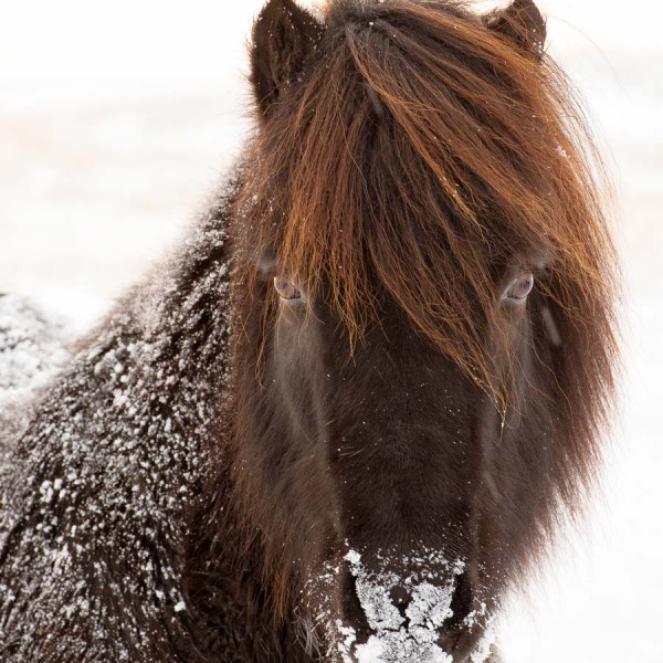 Portrait d'un cheval Islandais au bord du Lac Myvatn