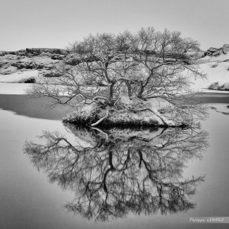 Arbre isolé dans un paysage hivernal - inspiration jardin japonais