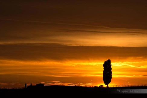 Paysage de Toscane à proximité de San Quirico d'Orcia au coucher du soleil