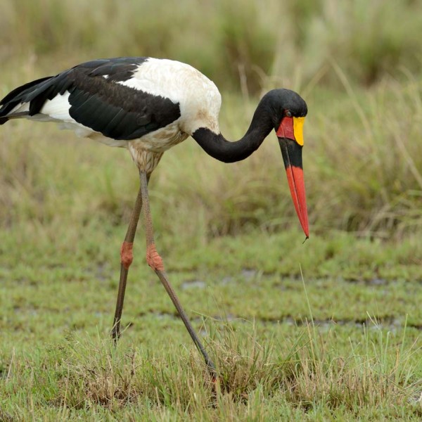 Jabiru d'Afrique dans les marais du Masai-Mara - Kenya