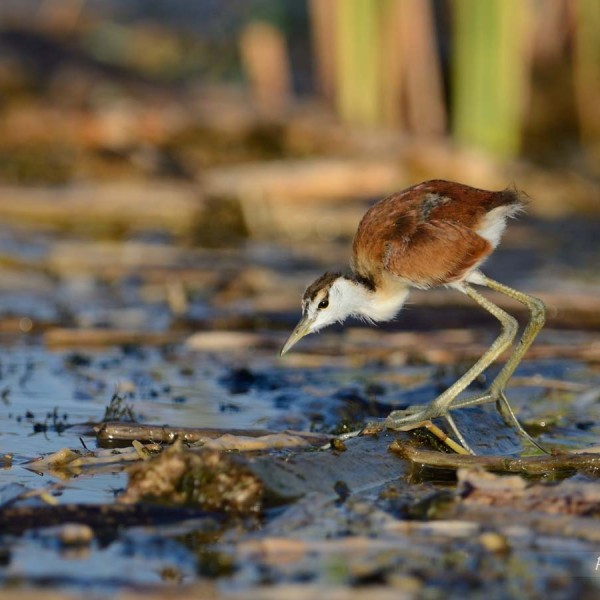 Jacana à poitrine dorée (juvénile) au bord du lac Baringo - Kenya
