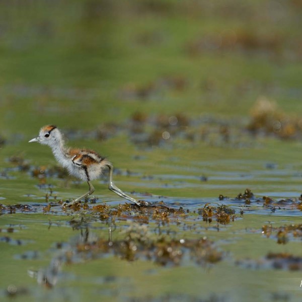 Jacana à poitrine dorée (juvénile) au bord du lac Baringo - Kenya