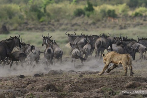 Lion en plaine chasse - Plaine du Masai-Mara - Kenya