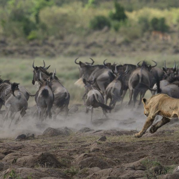 Lion en plaine chasse - Plaine du Masai-Mara - Kenya