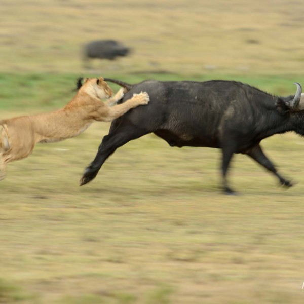 Le Lion attaque un Buffle africain dans la plaine du Masai-Mara - Kenya
