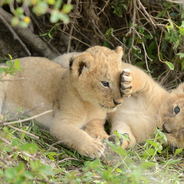Deux petits lionceaux jouant dans la plaine du Masai-Mara - Kenya