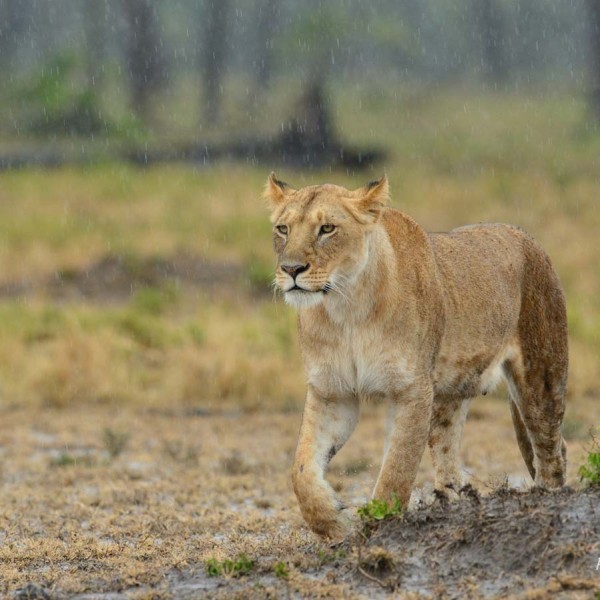 Lionne sous la pluie, Plaine du Masai-Mara - Kenya