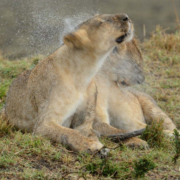 Lionne sous la pluie - Plaine du Masai-Mara - Kenya