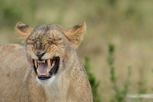 Lionne - Plaine du Masai-Mara - Kenya