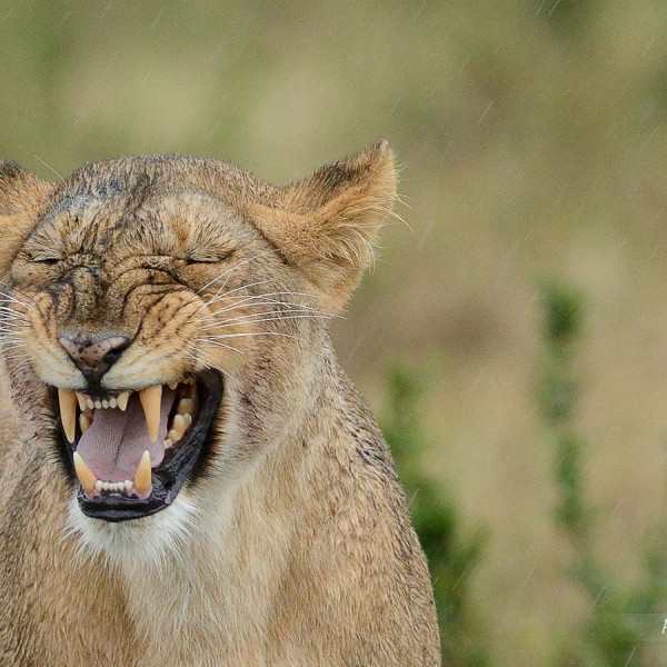 Lionne - Plaine du Masai-Mara - Kenya