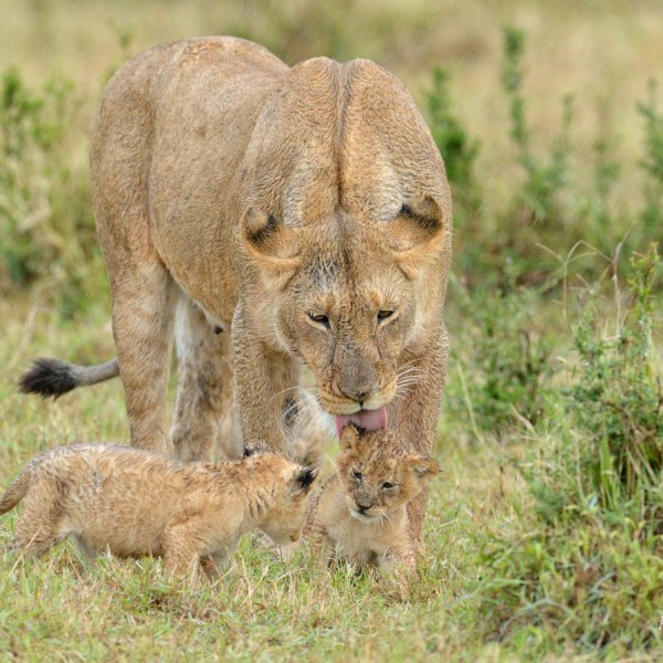 Lionne et ses petits lionceaux - Plaine du Masai-Mara - Kenya