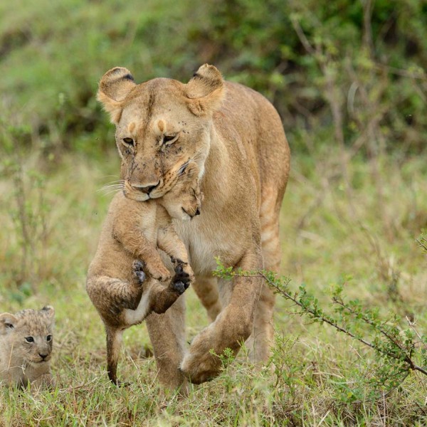 Lionne et ses petits lionceaux - Plaine du Masai-Mara - Kenya
