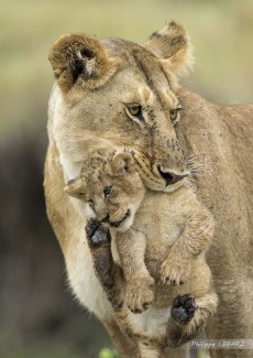 Lionne et son petit lionceau - Plaine du Masai-Mara - Kenya