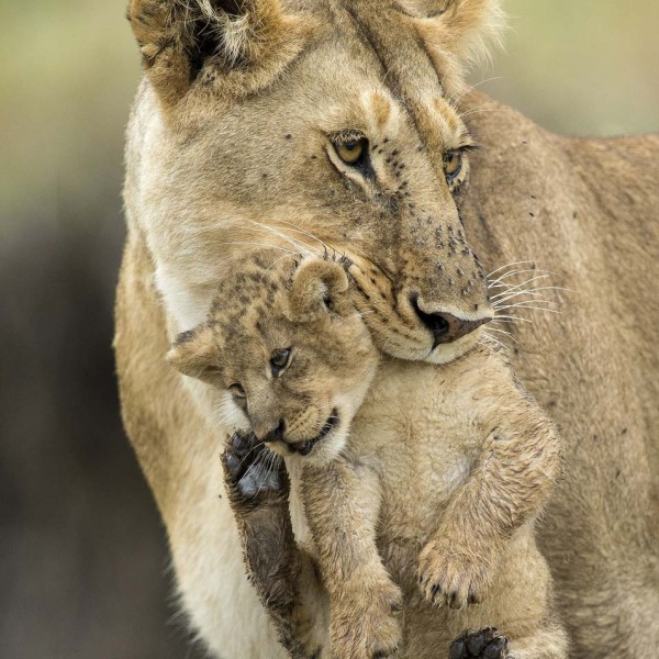Lionne et son petit lionceau - Plaine du Masai-Mara - Kenya