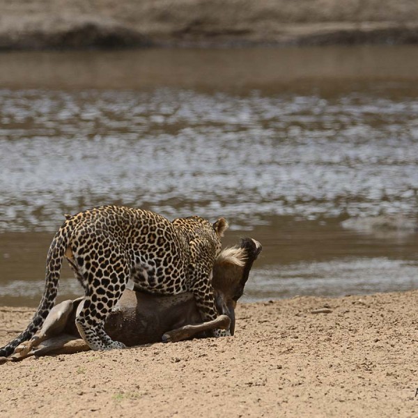 Léopard avec sa proie sur les bords de la rivière Mara - Kenya