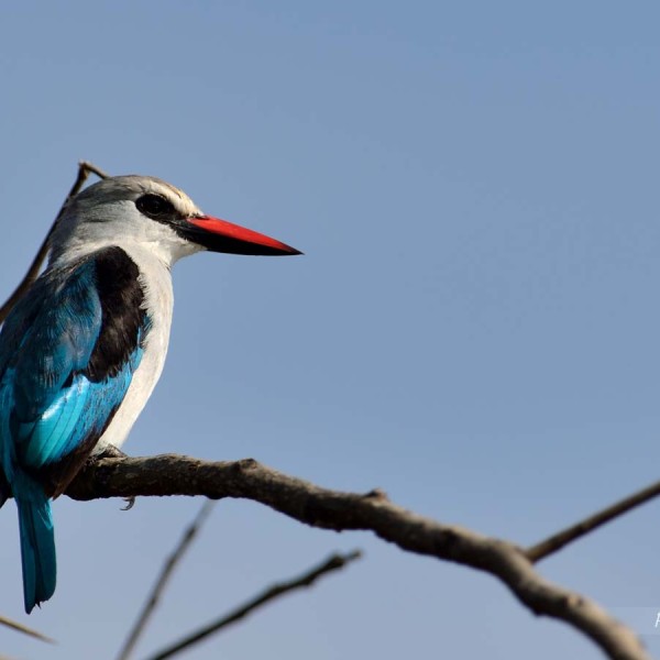 Martin-chasseur du Sénégal au bord du lac Baringo - Kenya