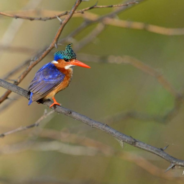 Martin-pêcheur huppé au bord du lac Baringo - Kenya