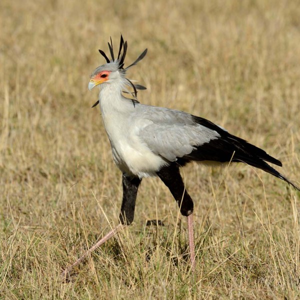 Messager sagittaire dans la plaine du Masai-Mara - Kenya