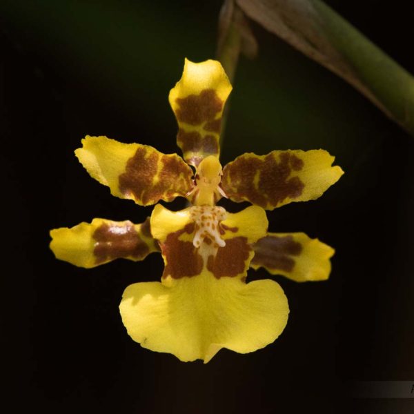 Fleur d'Orchidée - Oncidium