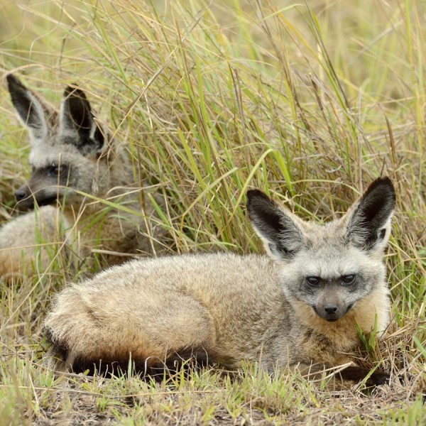 Otocyon en couple dans le Masai-Mara - Kenya