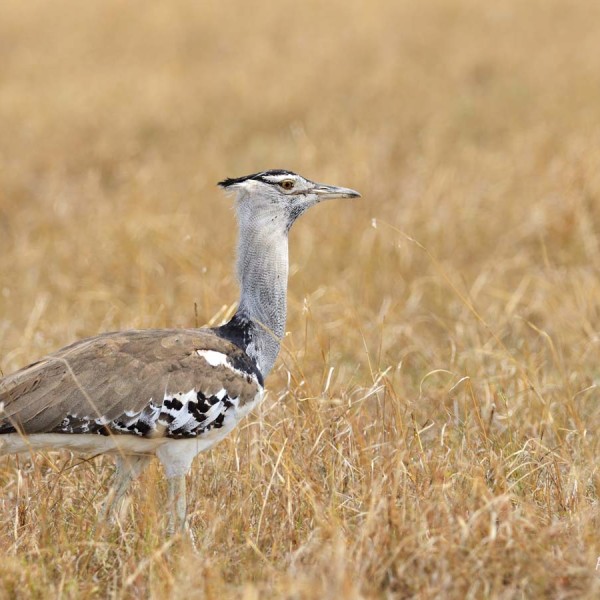 L'Outarde kori dans la plaine du Masai-Mara - Kenya