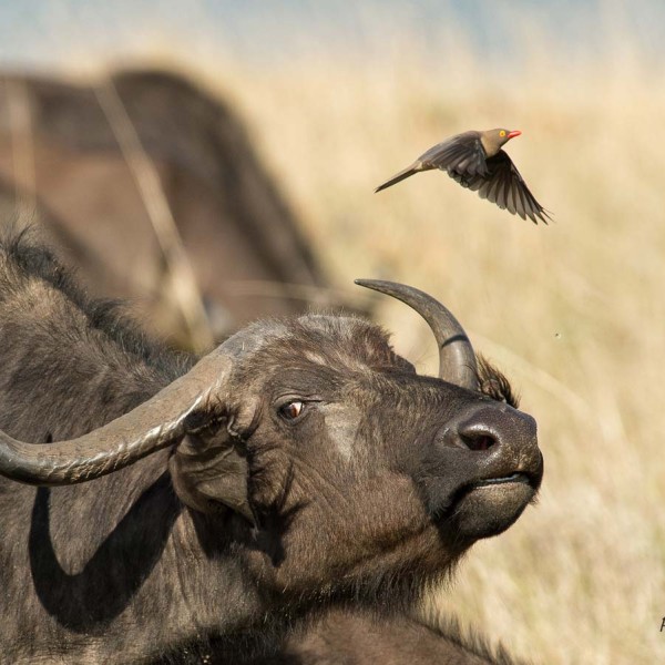Piqueboeuf à bec jaune prend son envol de la tête d'un buffle - Kenya