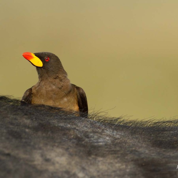 Piqueboeuf à bec jaune sur le dos d'un buffle - Kenya