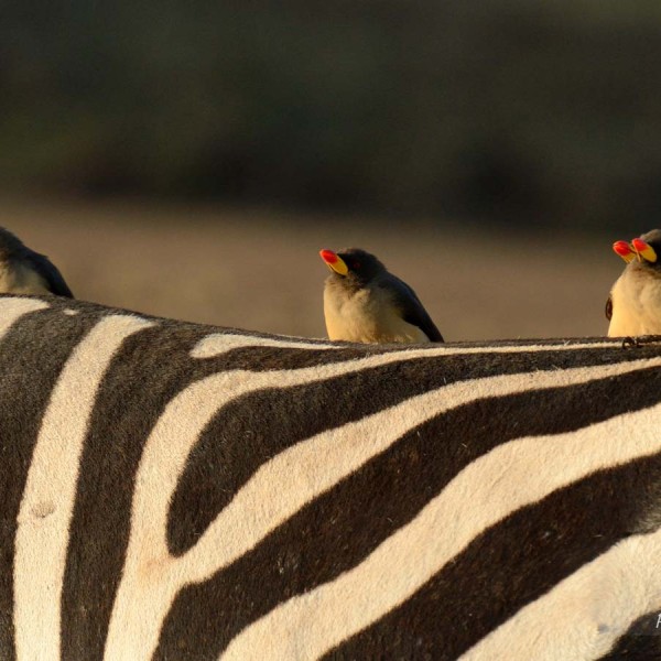 Piqueboeuf à bec jaune sur le dos d'un zèbre - Kenya