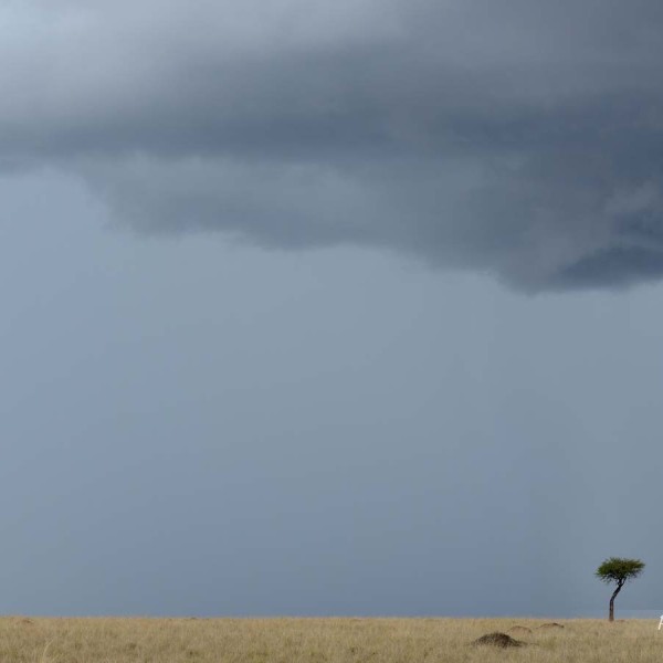 Plaine du Masai-Mara - Kenya