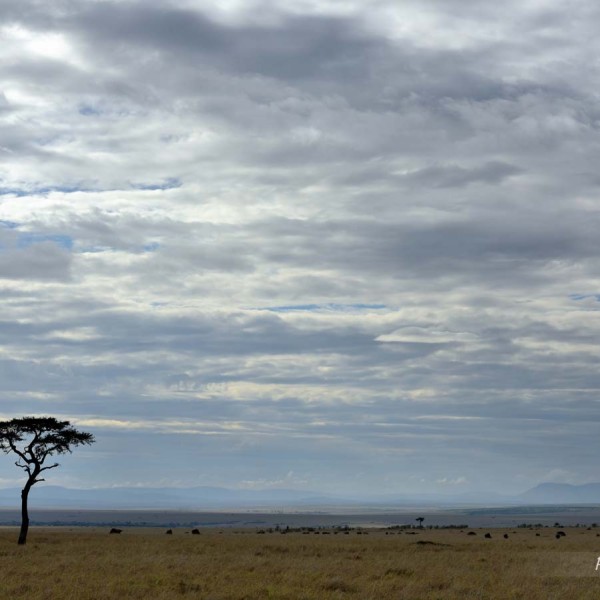Plaine du Masai-Mara - Kenya