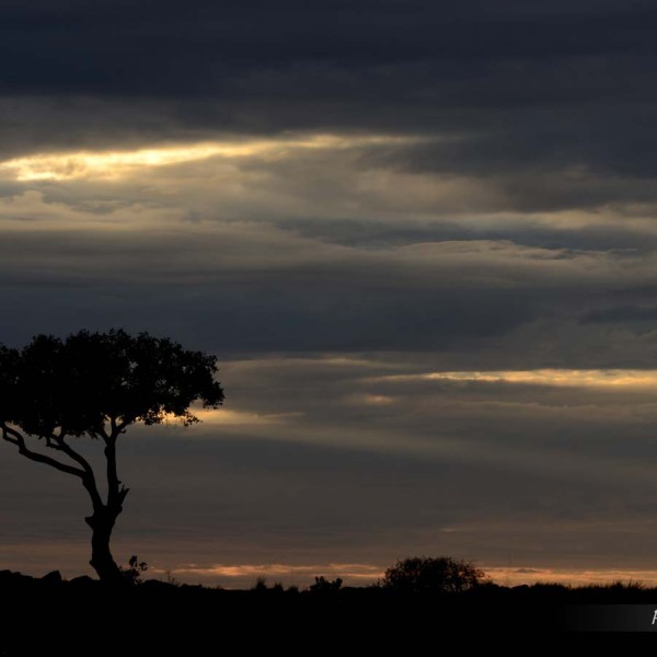 Plaine du Masai-Mara au lever du soleil - Kenya