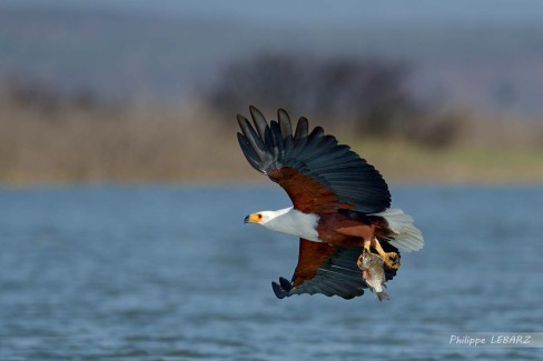 Pygargue vocifère (souvent appelé Aigle pécheur) au bord du lac Baringo - Kenya
