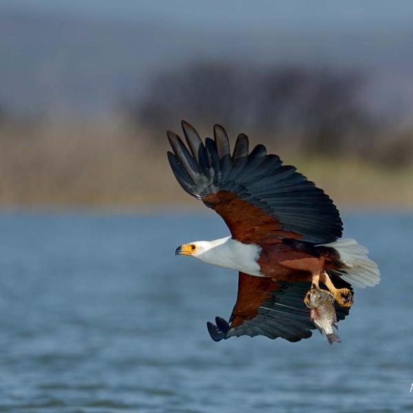 Pygargue vocifère (souvent appelé Aigle pécheur) au bord du lac Baringo - Kenya