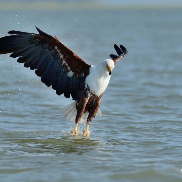 Pygargue vocifère (souvent appelé Aigle pécheur) au bord du lac Baringo - Kenya