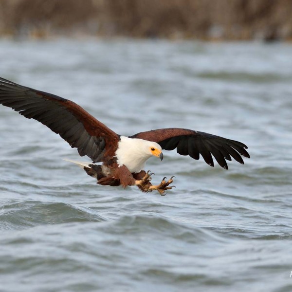 Pygargue vocifère (souvent appelé Aigle pécheur) au bord du lac Baringo - Kenya