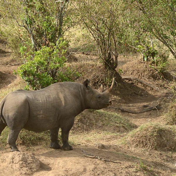 Rhinocéros noir sur le bord de la rivière Mara - Kenya