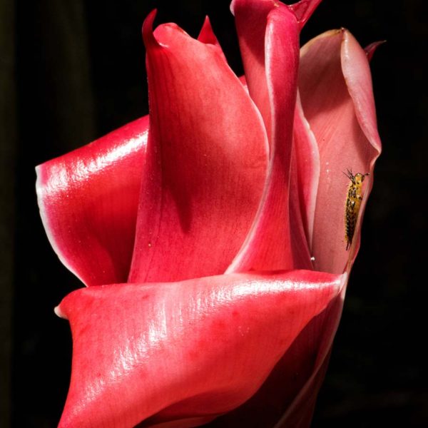 Rose de Porcelaine dans une plantation de café