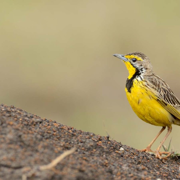 Sentinelle à gorge jaune - plaine du Masai-Mara - Kenya