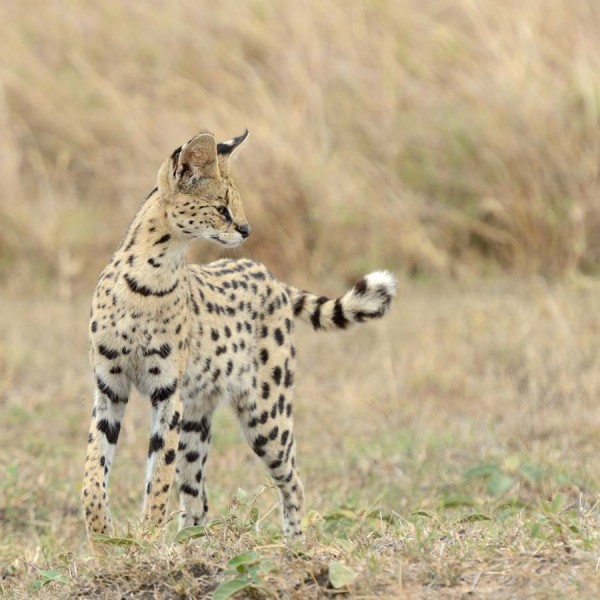 Serval en train de muloter - Masai-Mara - Kenya