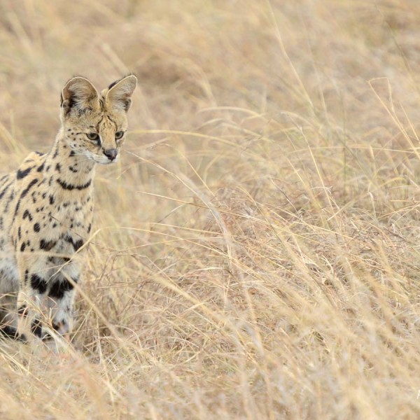 Serval en train de muloter - Masai-Mara - Kenya