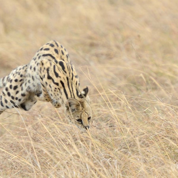Serval en train de muloter - Masai-Mara - Kenya